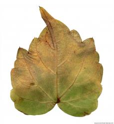 Leaves